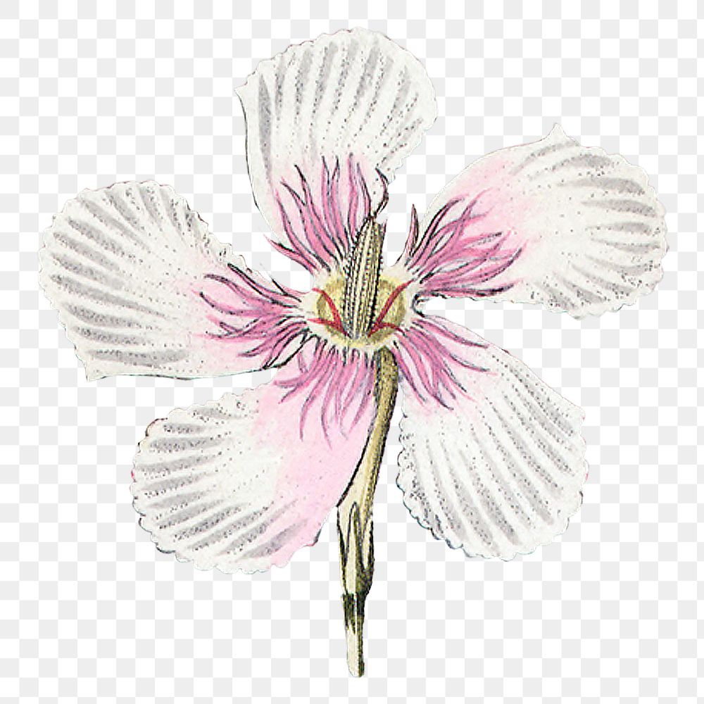 White flower png vintage illustration, transparent background