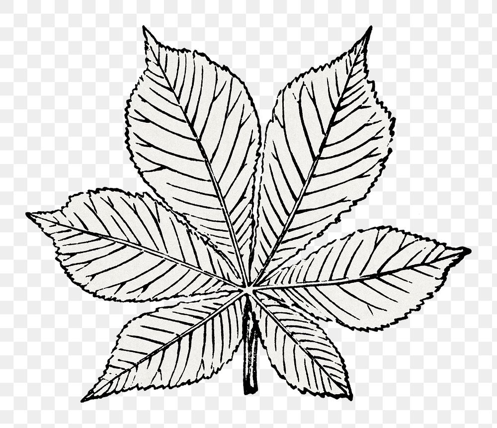 PNG vintage maple leaf ornament element, transparent background