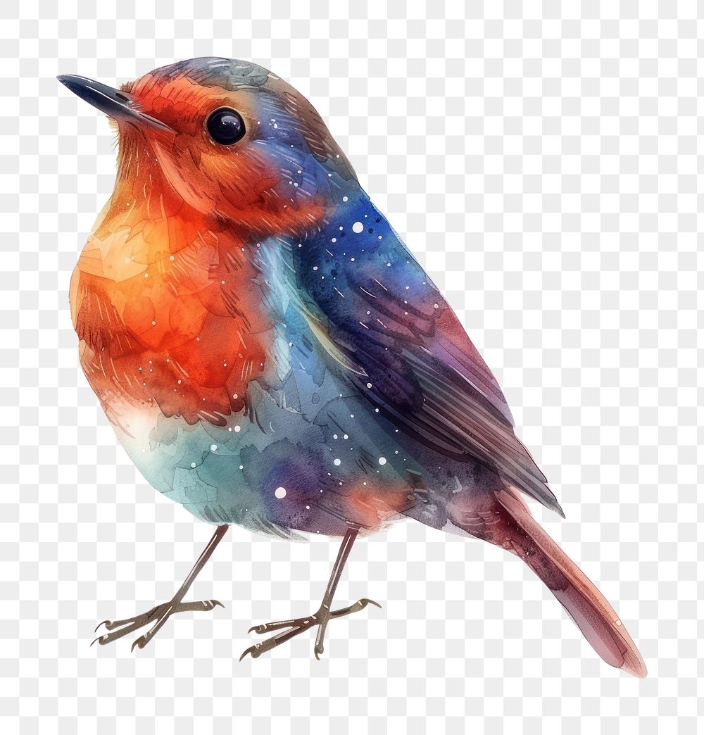 PNG Robin Bird in Watercolor style robin bird bluebird.