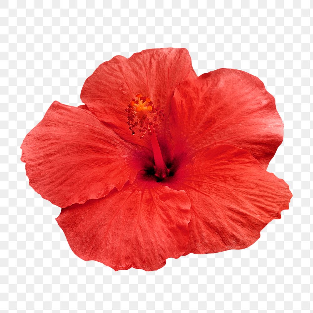 PNG red hibiscus, flower sticker, transparent background