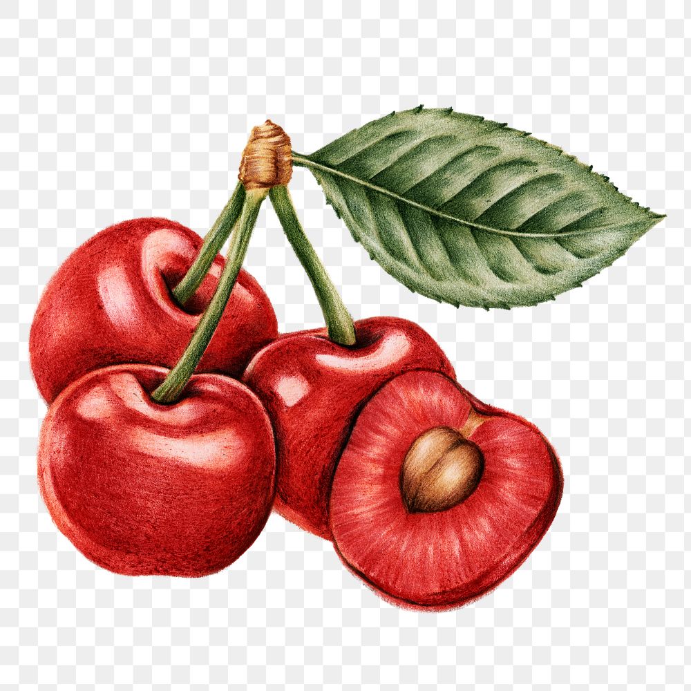Cherry Seed Images Free Vectors, PNGs, Mockups & Backgrounds rawpixel