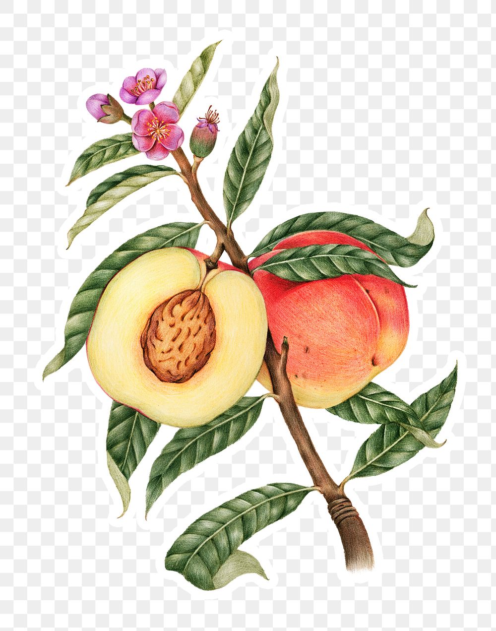 Hand drawn peach fruit sticker with a white border design element