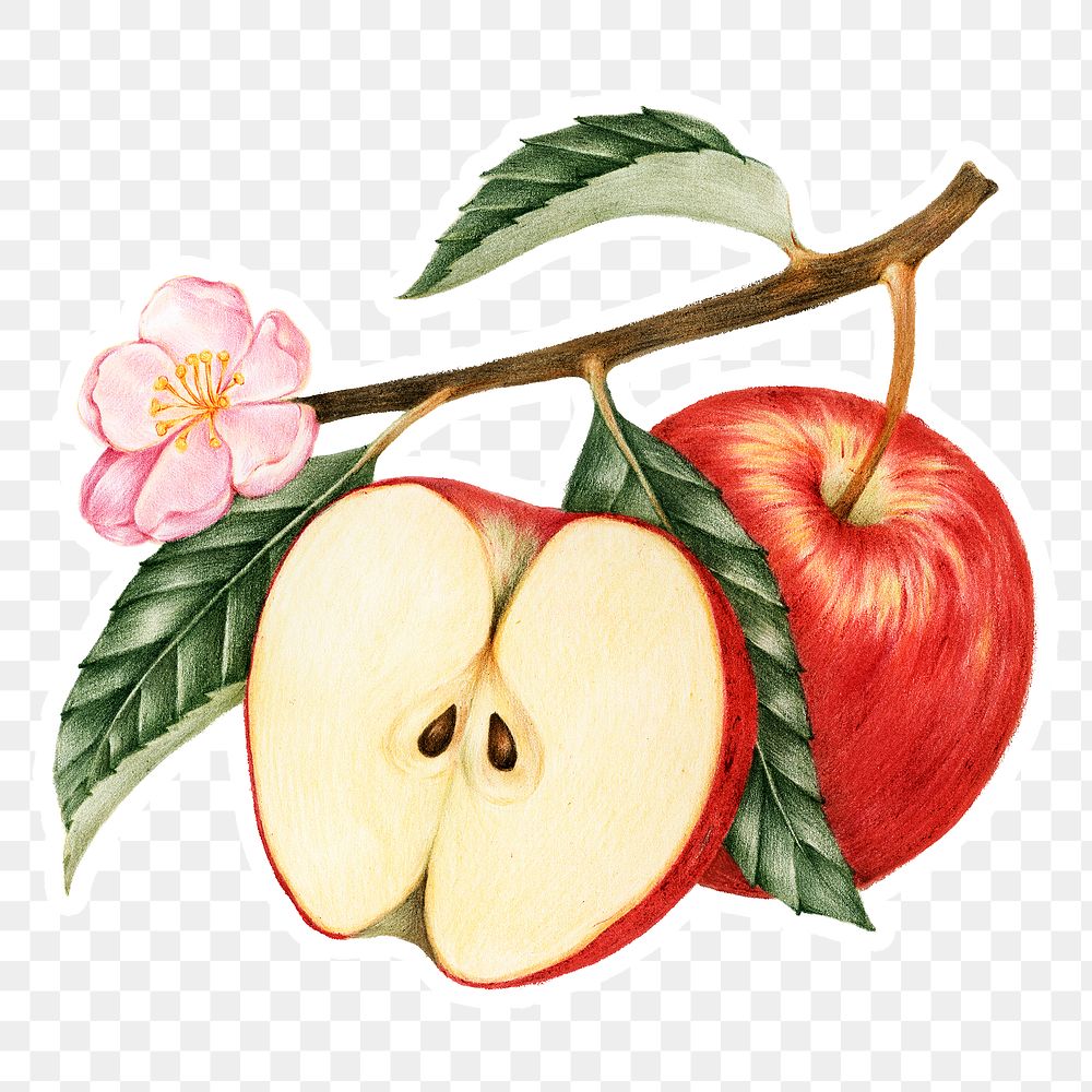 Hand drawn red apple fruit sticker with a white border design element