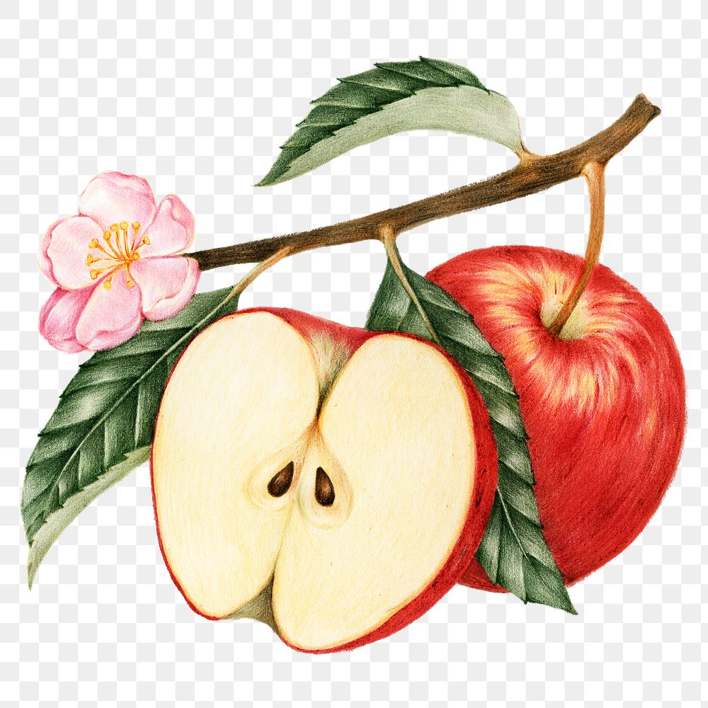 Hand drawn red apple fruit sticker design element