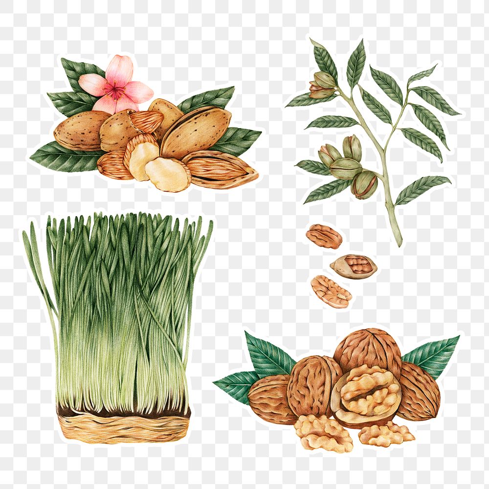 Hand drawn wheatgrass and nuts sticker with a white border design element set