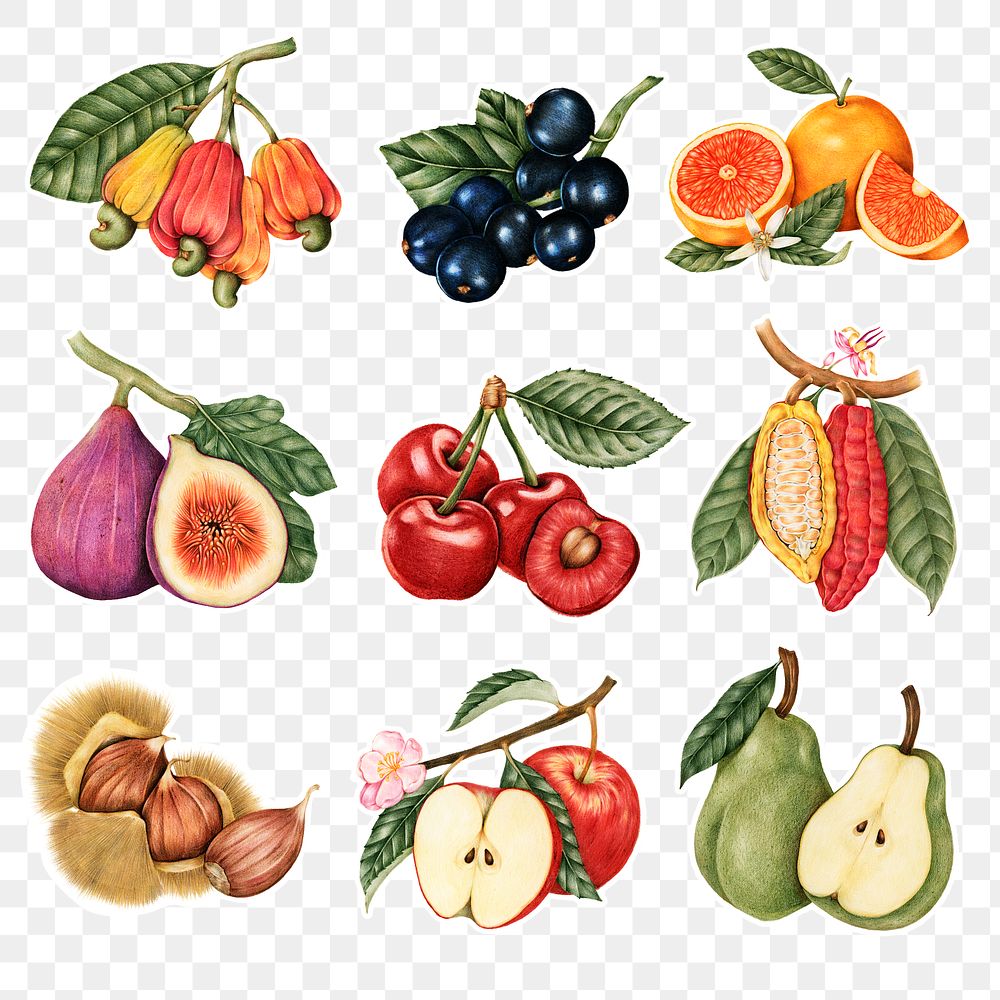 Hand drawn fruit sticker with a white border set