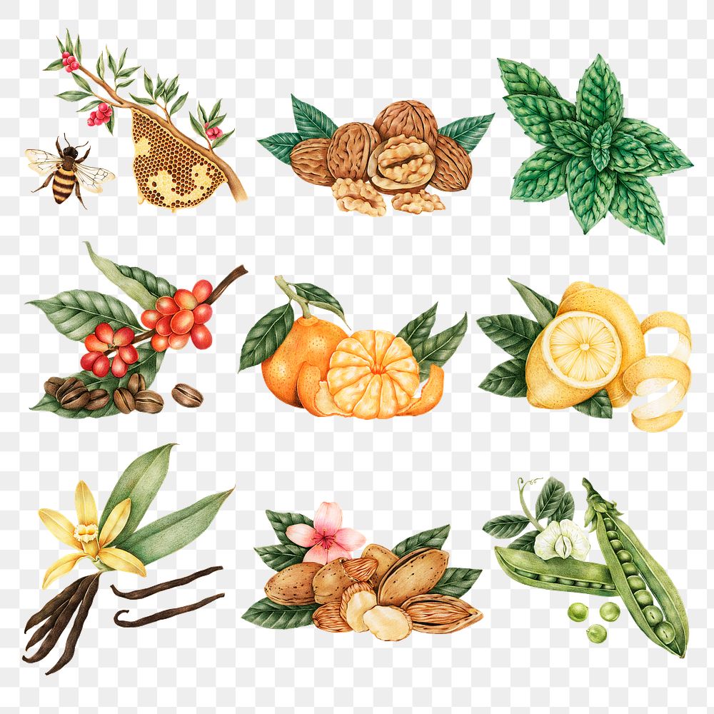 Hand drawn fruit and vegetable sticker design element set