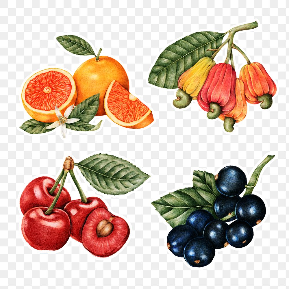 Hand drawn fruit sticker with a white border design element set 