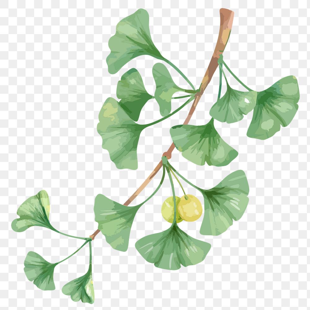 Ginkgo leaf sticker png, watercolor green graphic on transparent background