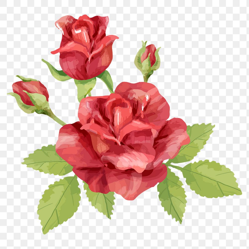 Rose png sticker, watercolor & botanical illustration, transparent background