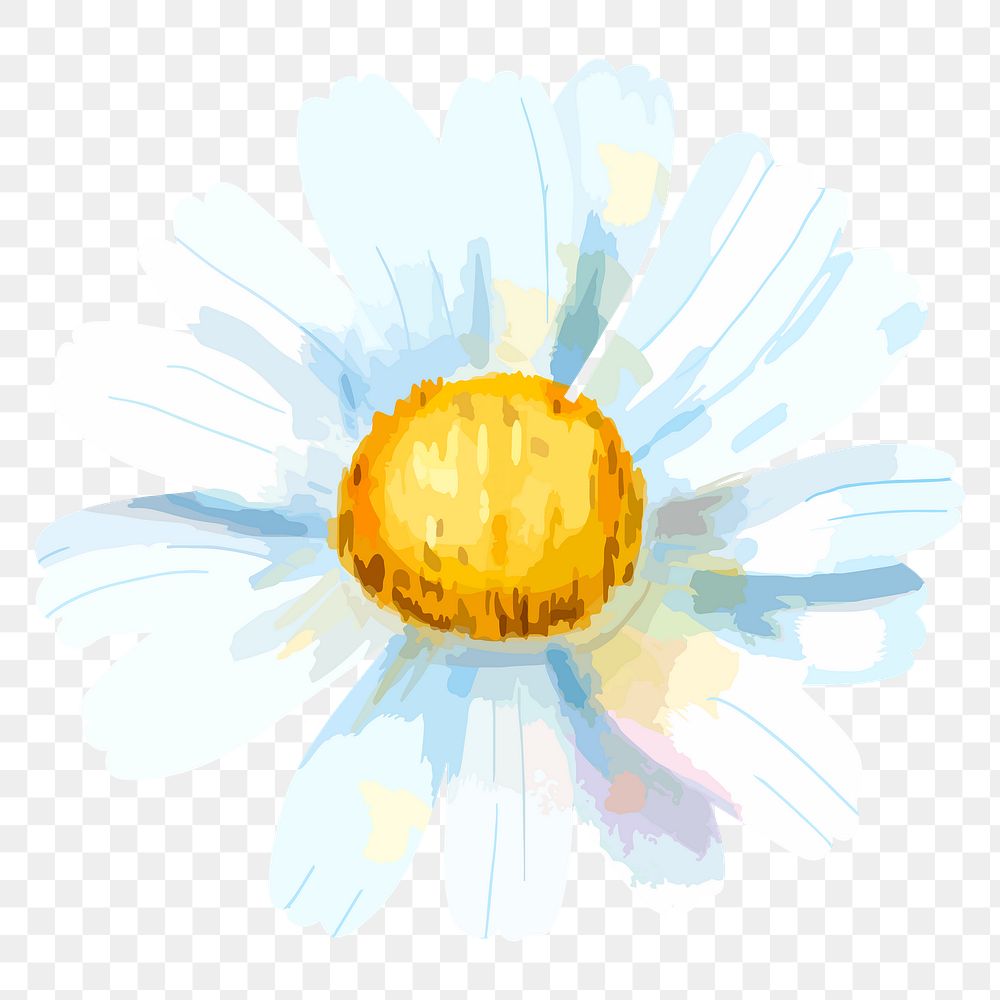 Daisy flower sticker png, on transparent background