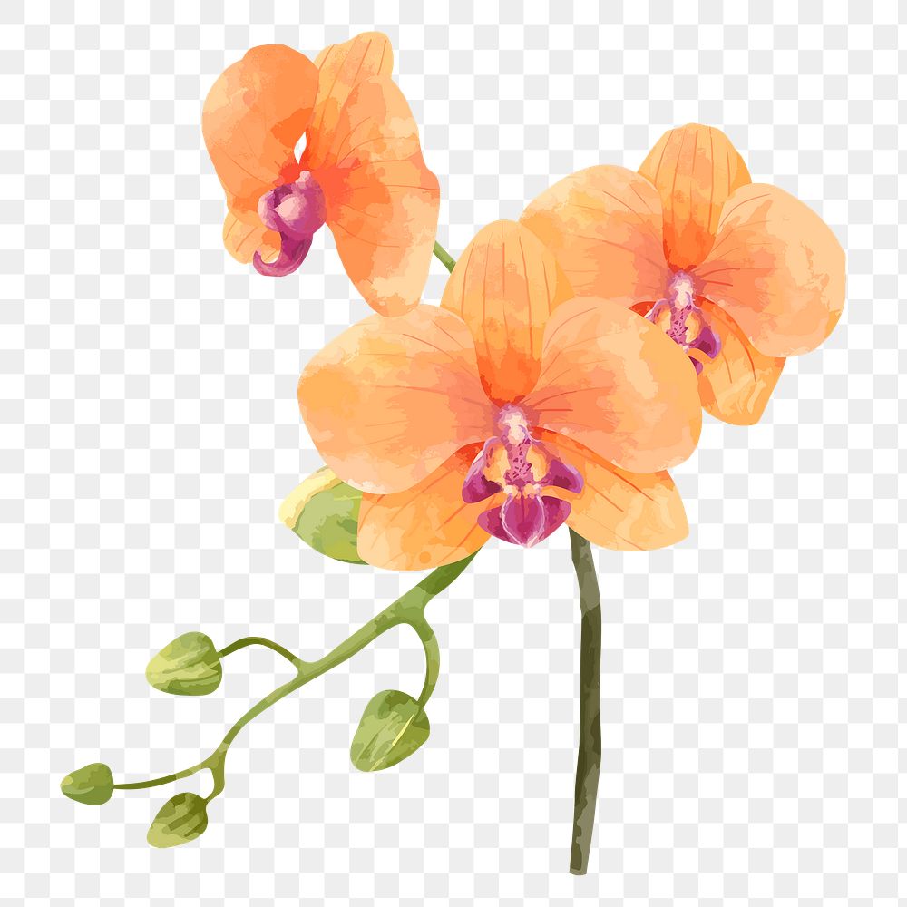 Orange flower sticker png on transparent background