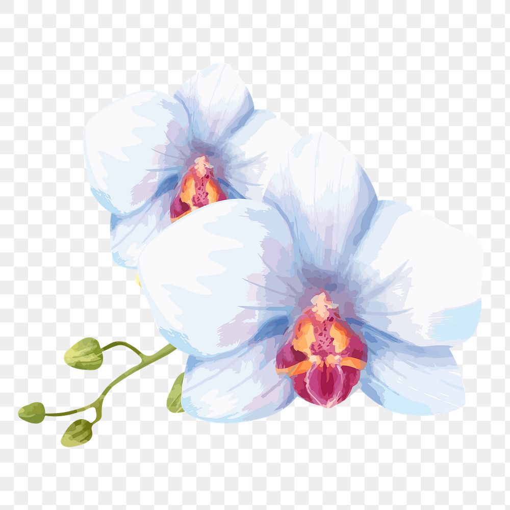 White flower sticker png on transparent background