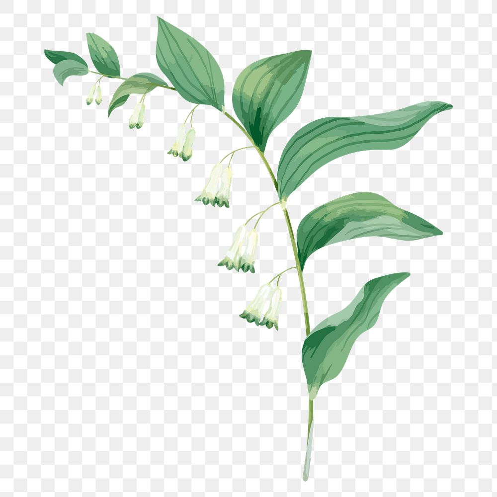 White flower png, lily of the valley sticker on transparent background