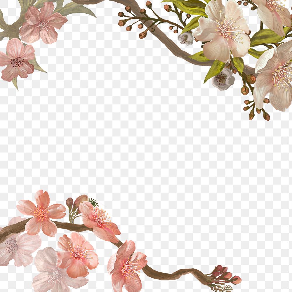 Cherry blossom png transparent background, flower border 