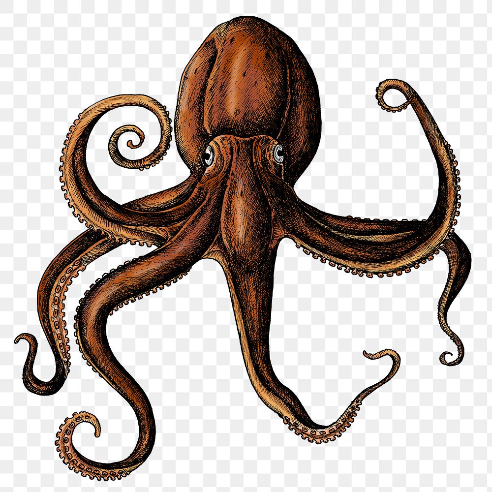 Hand drawn octopus sticker png transparent