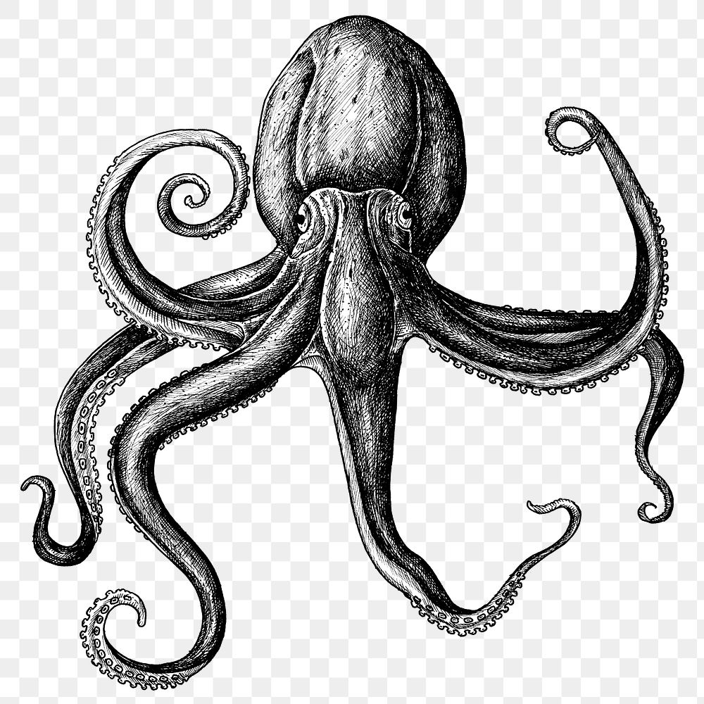 Black and white octopus png transparent