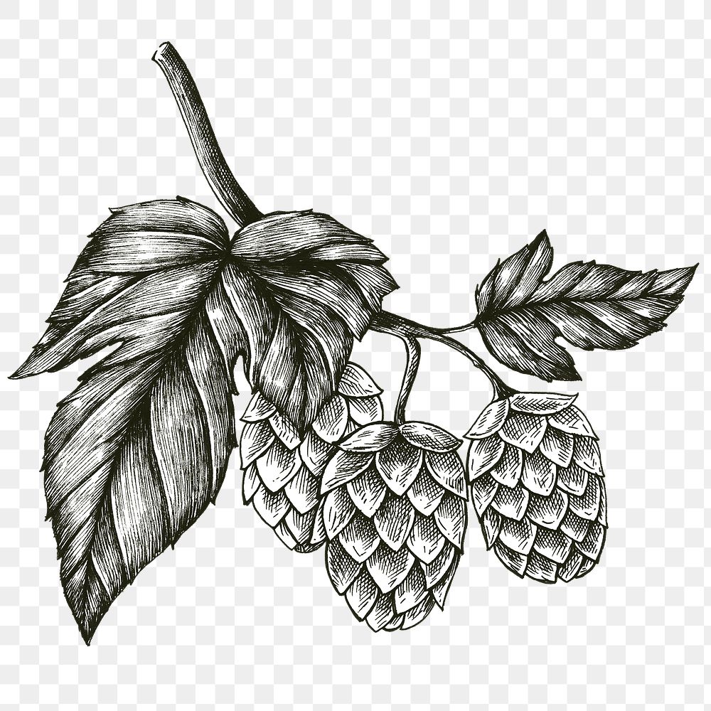 Black and white hops png transparent