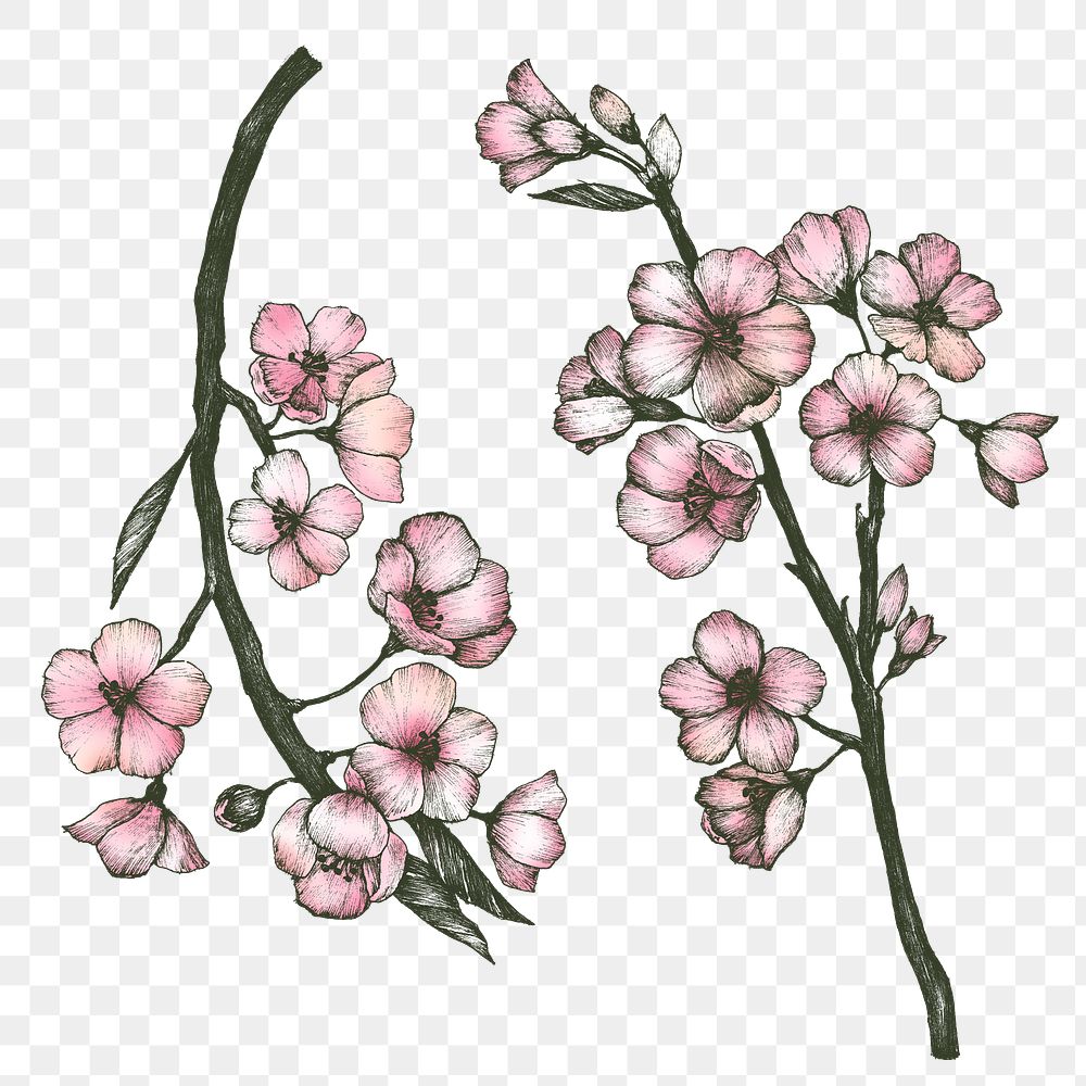 Colorful sakura flower png set