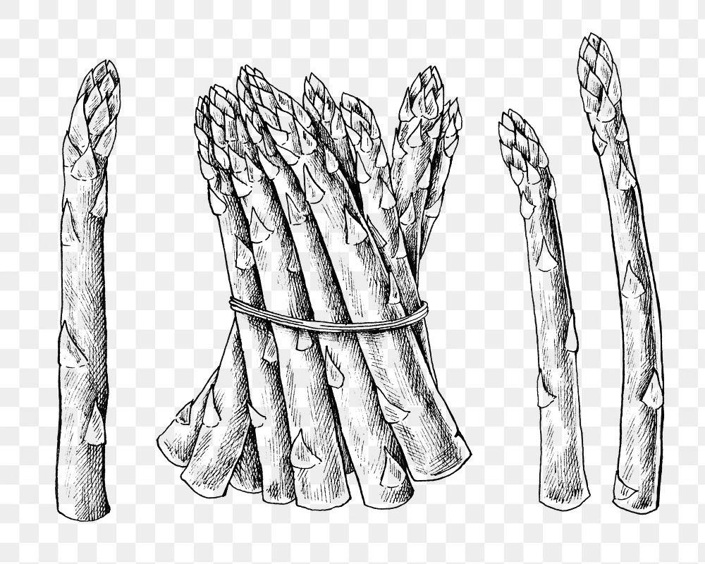 Engraving illustration of asparagus on white background Stock Vector by  andreyoleynik 57530663