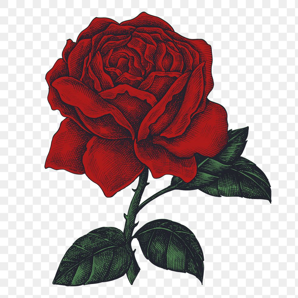 На белом листе бумаги нарисован красный цветок. Нарисовать розу. Розы для принта.