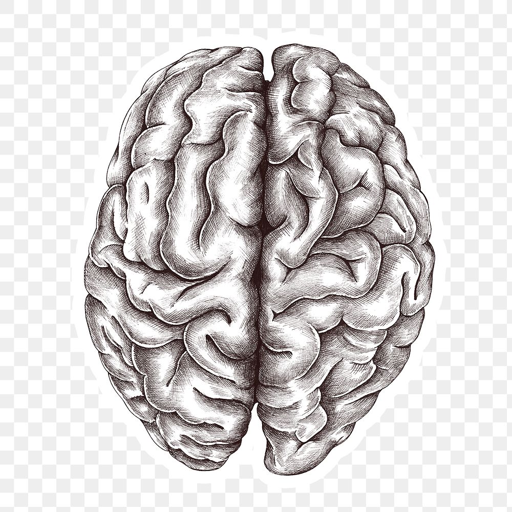 Hand drawn human brain sticker with a white border design element