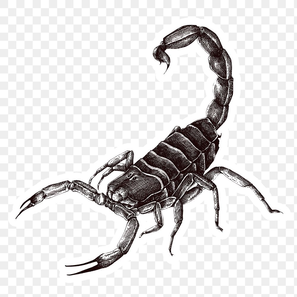 Hand drawn scorpion scorpion sticker overlay design element 