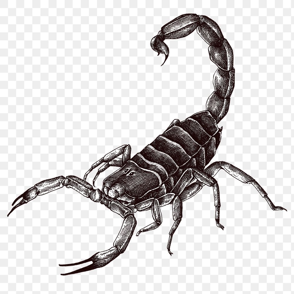 Hand Drawn Scorpion Design Element 