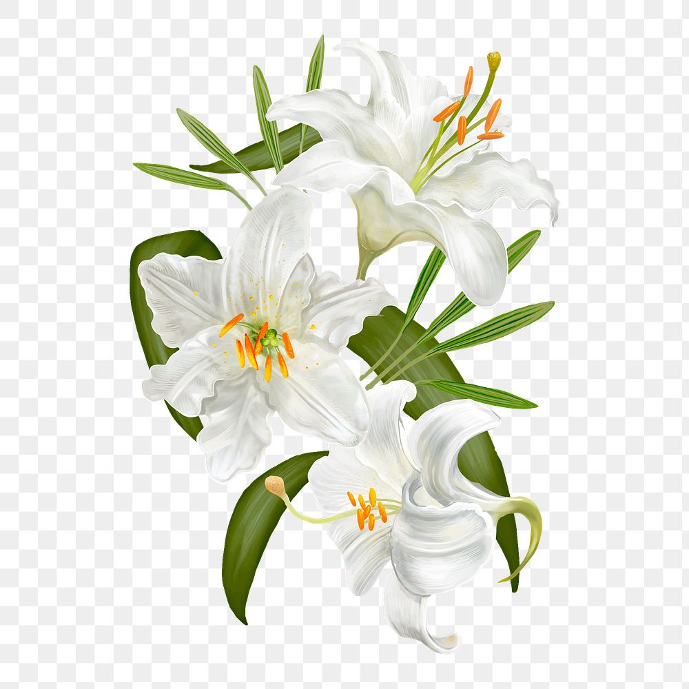 Illustration of Lily flowers transparent png