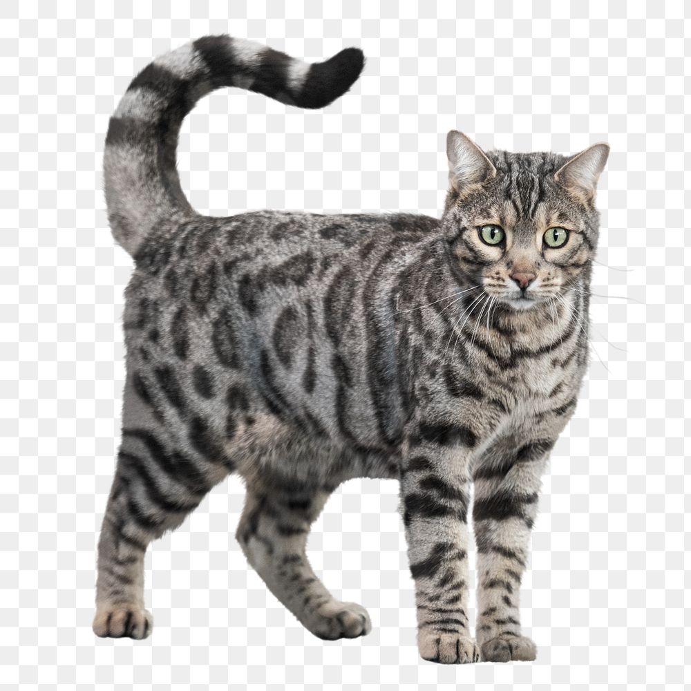 Bengal cat png clipart, pet, transparent background