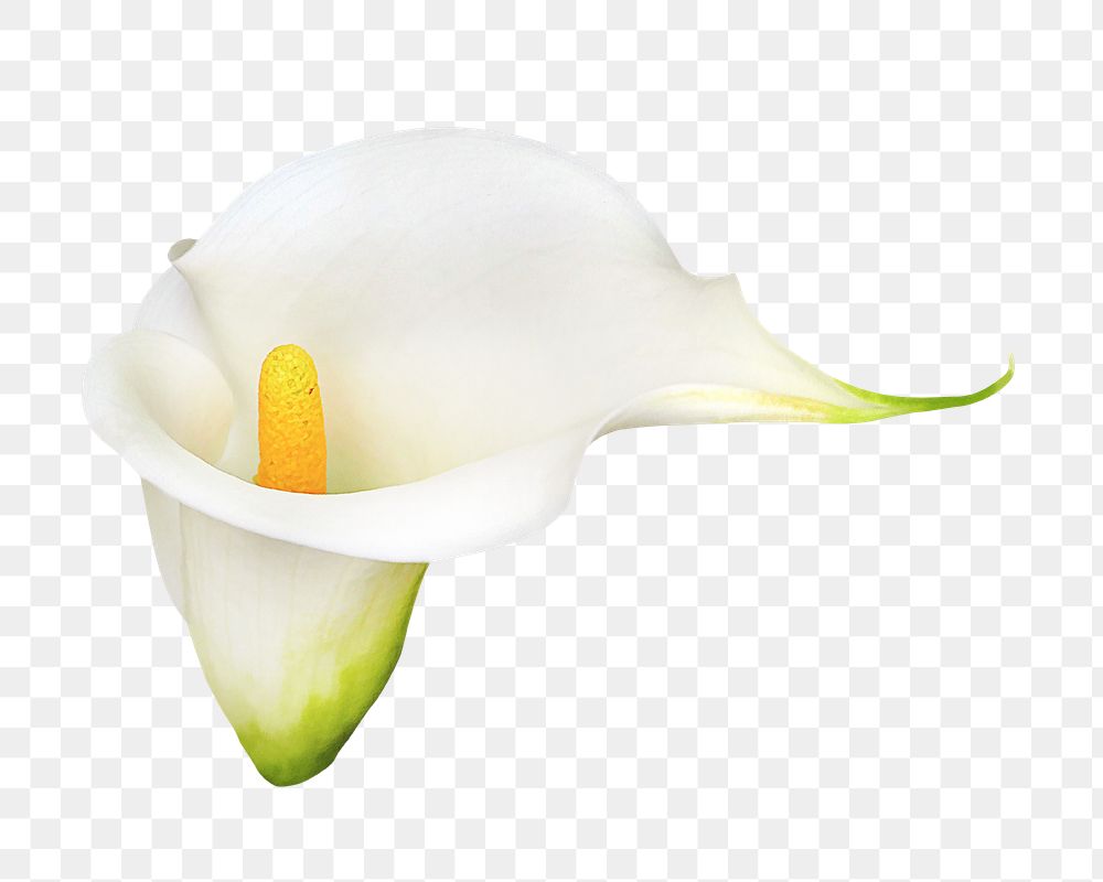 PNG white calla lily, flower clipart, transparent background