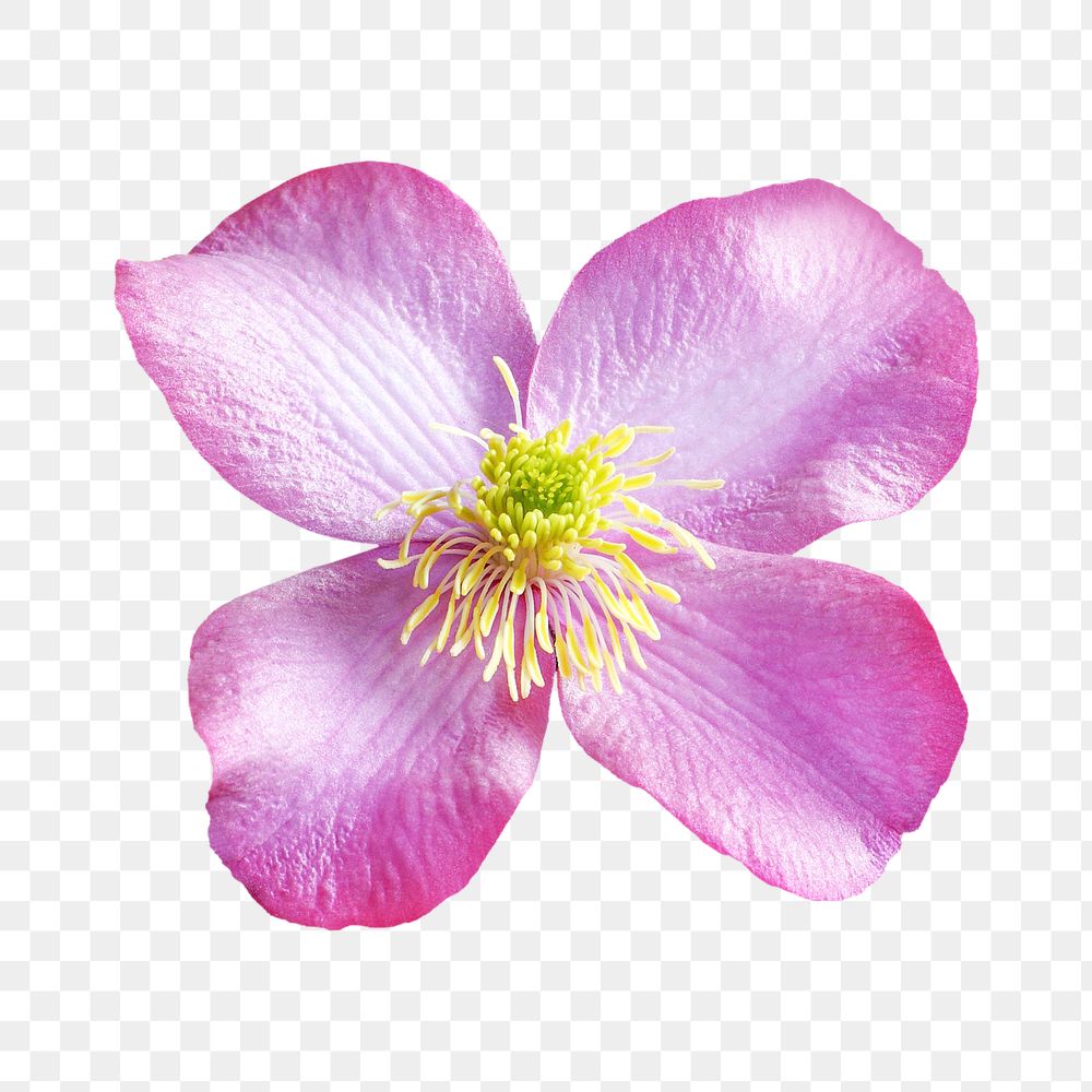 Pink flower png, anemone clematis clipart, transparent background