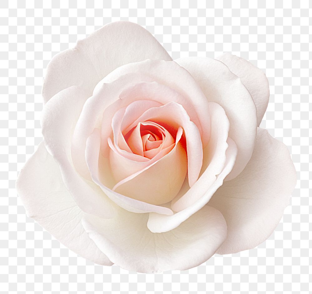 PNG white rose, flower clipart, transparent background