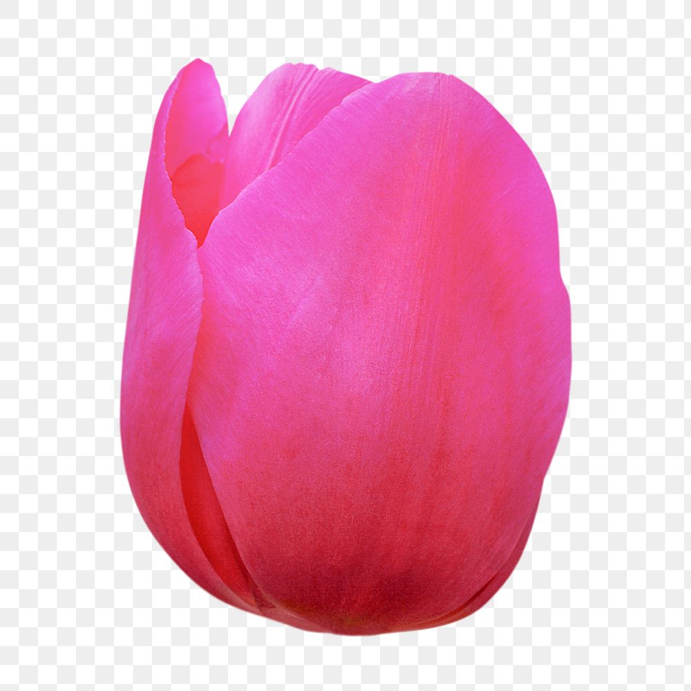 PNG pink tulip, blooming flower sticker, transparent background