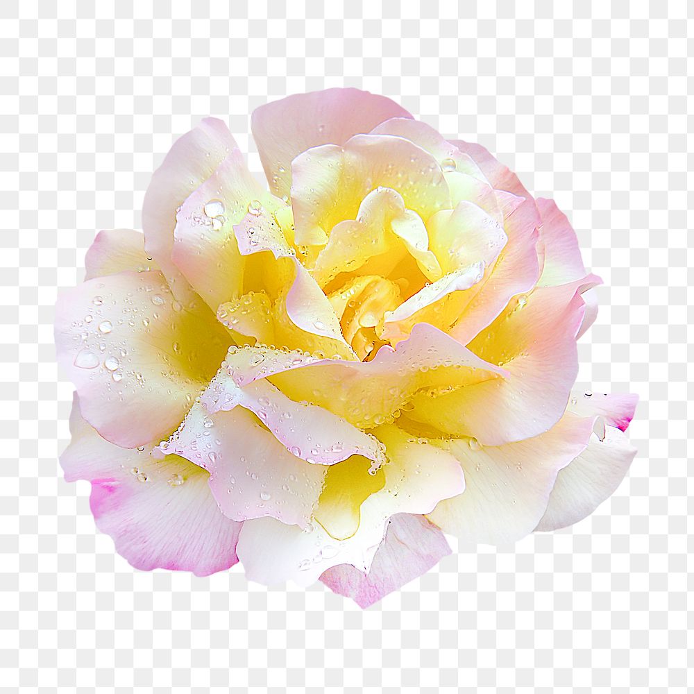 Flower png, peace rose clipart, transparent background
