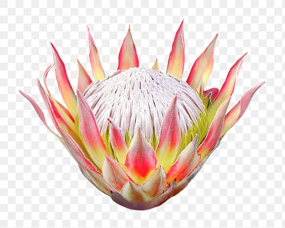 PNG king protea, flower clipart, transparent background