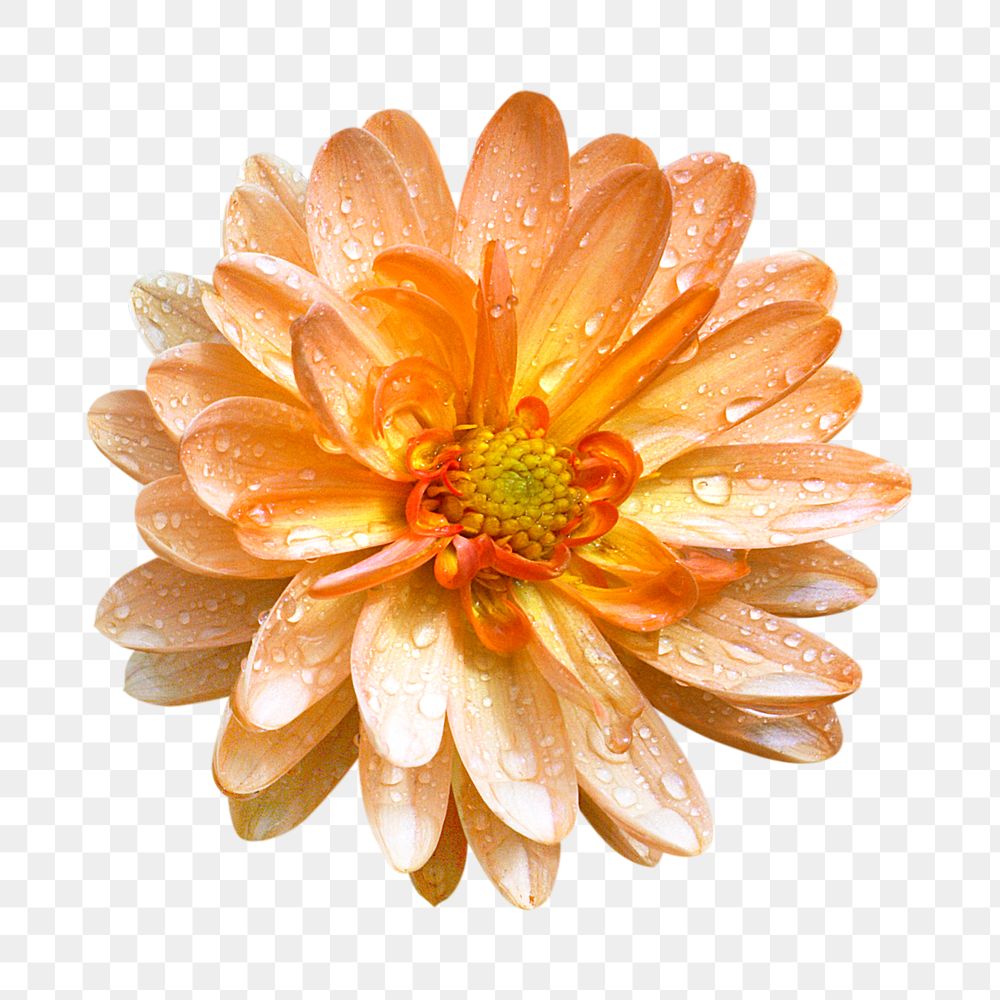 Orange flower png, dahlia clipart, transparent background