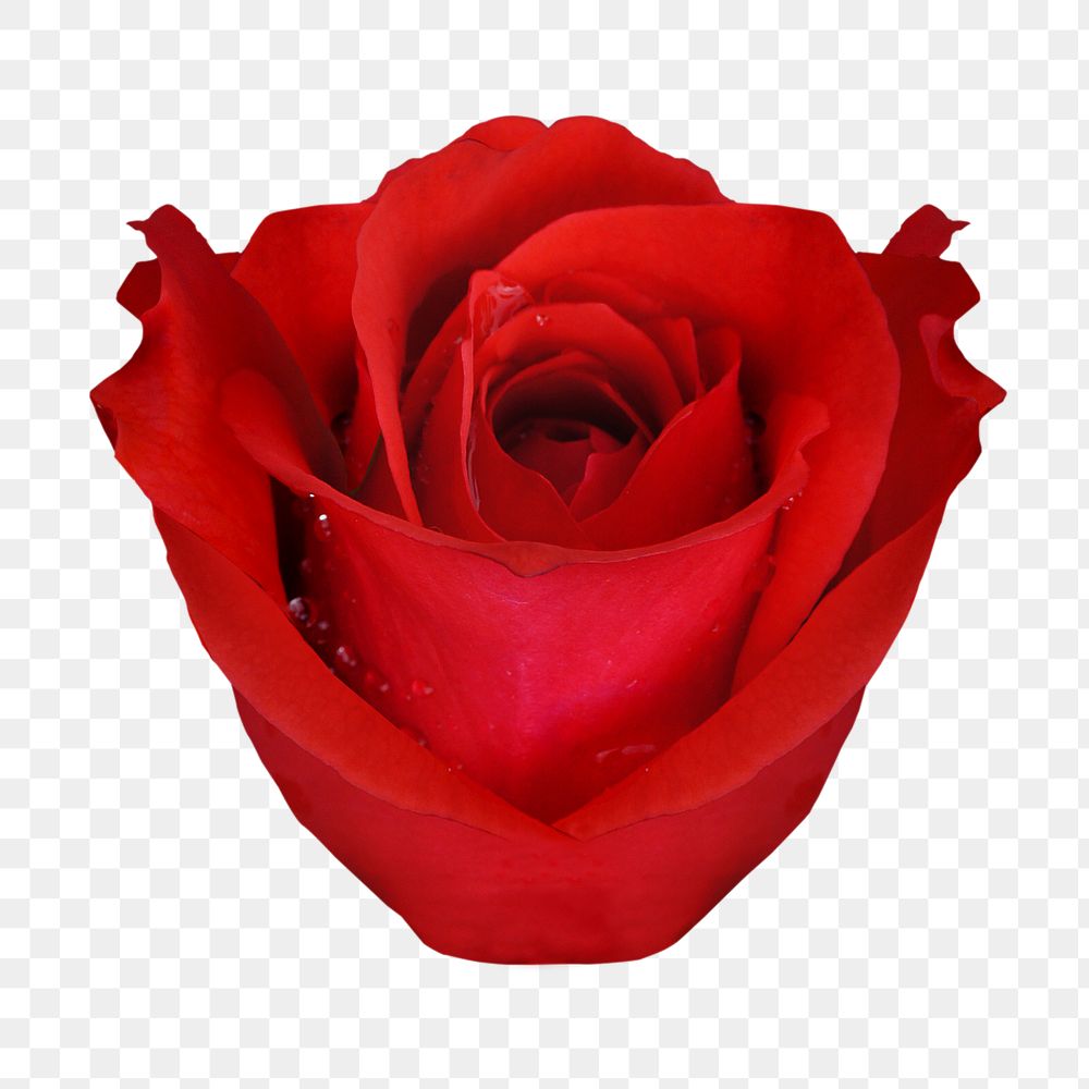 PNG red rose, valentine's flower clipart, transparent background