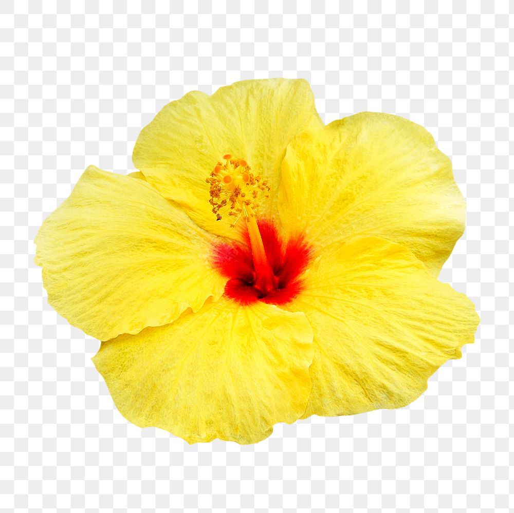 Yellow hibiscus png, flower sticker, transparent background
