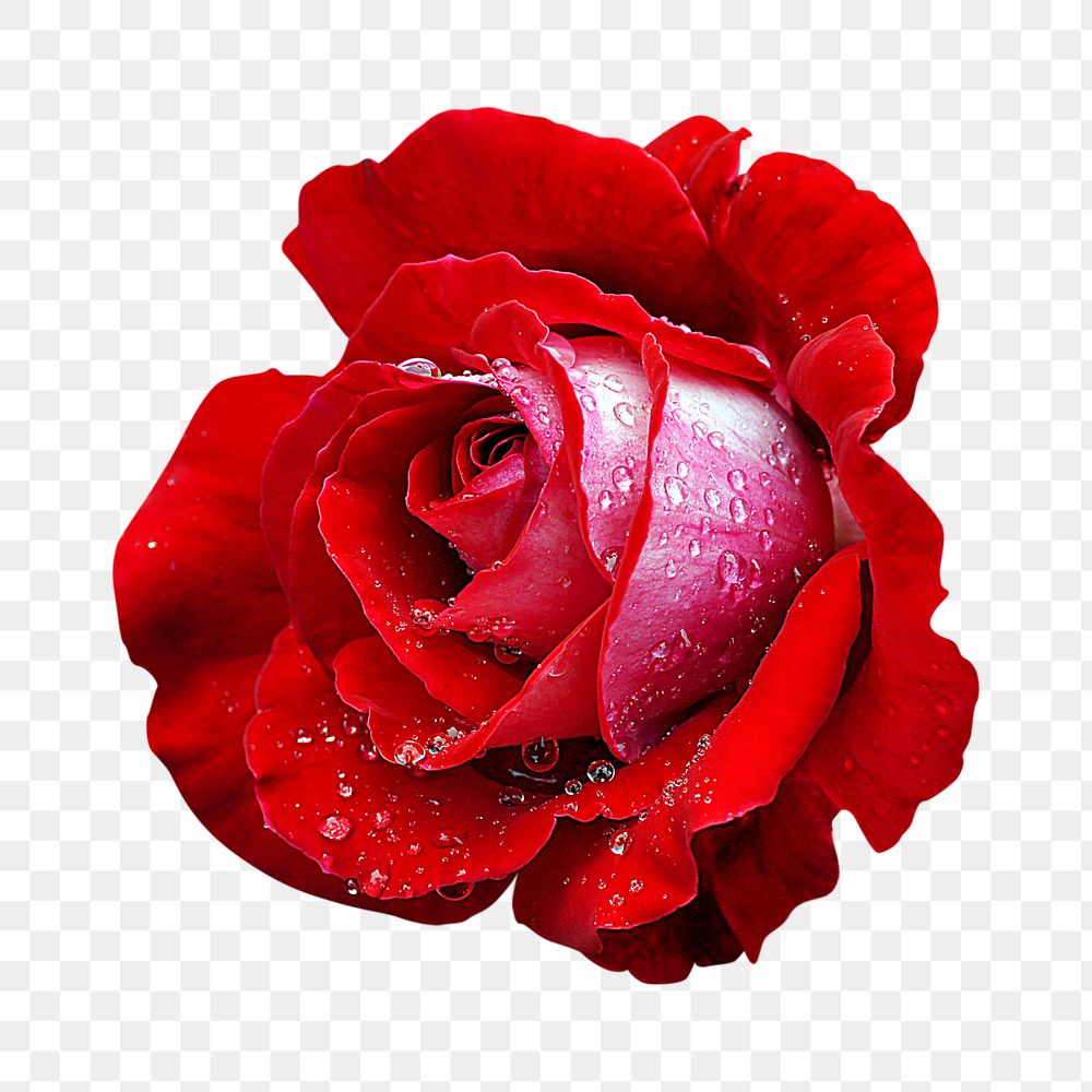 Red rose png, flower clipart, transparent background