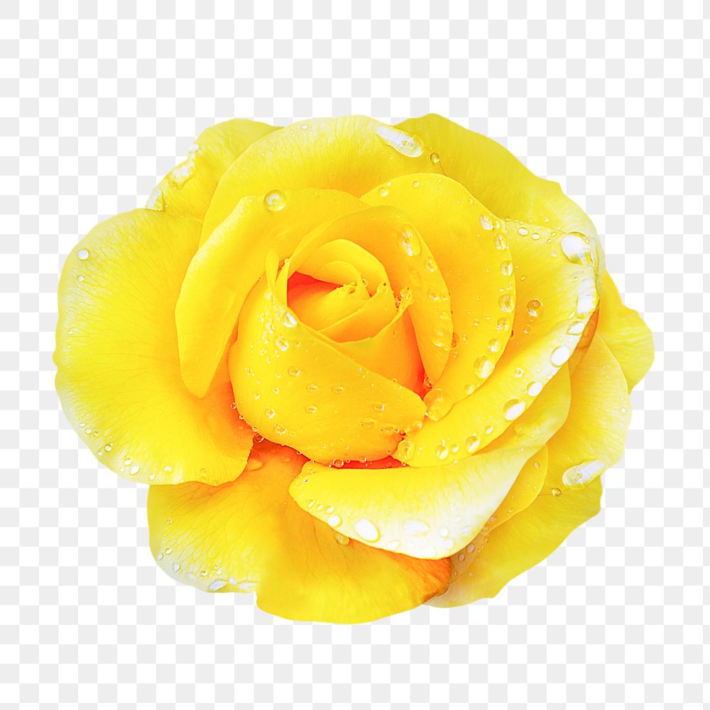 Rose png, wet yellow flower clipart, transparent  background