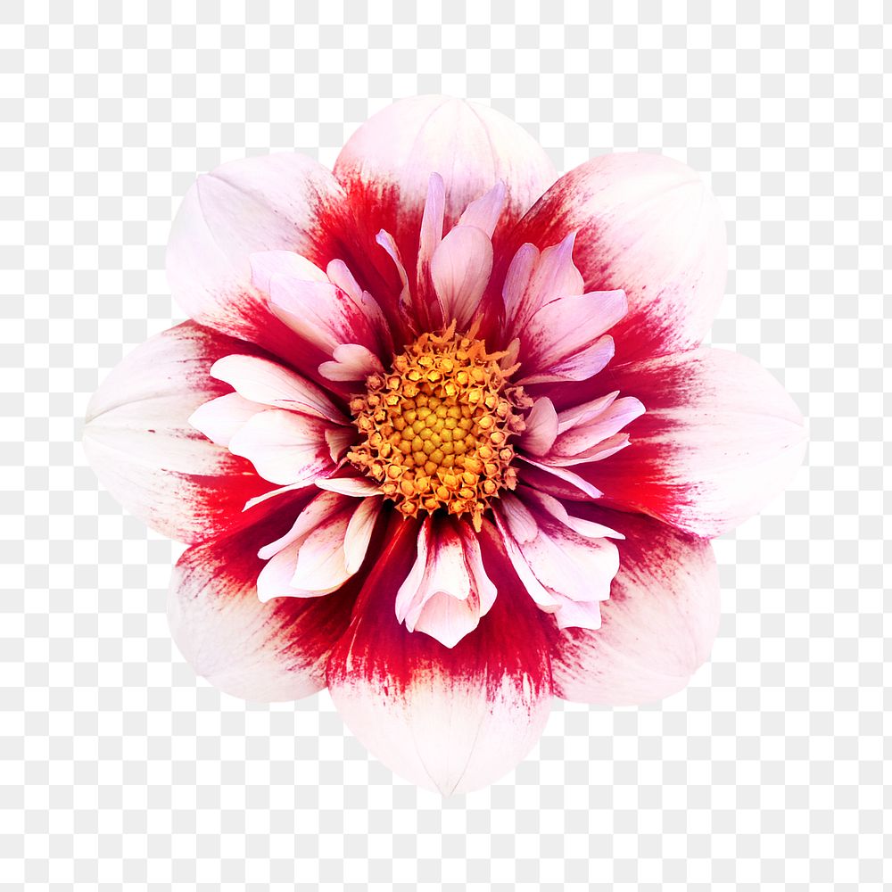 PNG collarette dahlia, flower clipart, transparent background