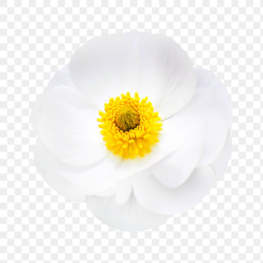 PNG mountain buttercup, white flower clipart, transparent background