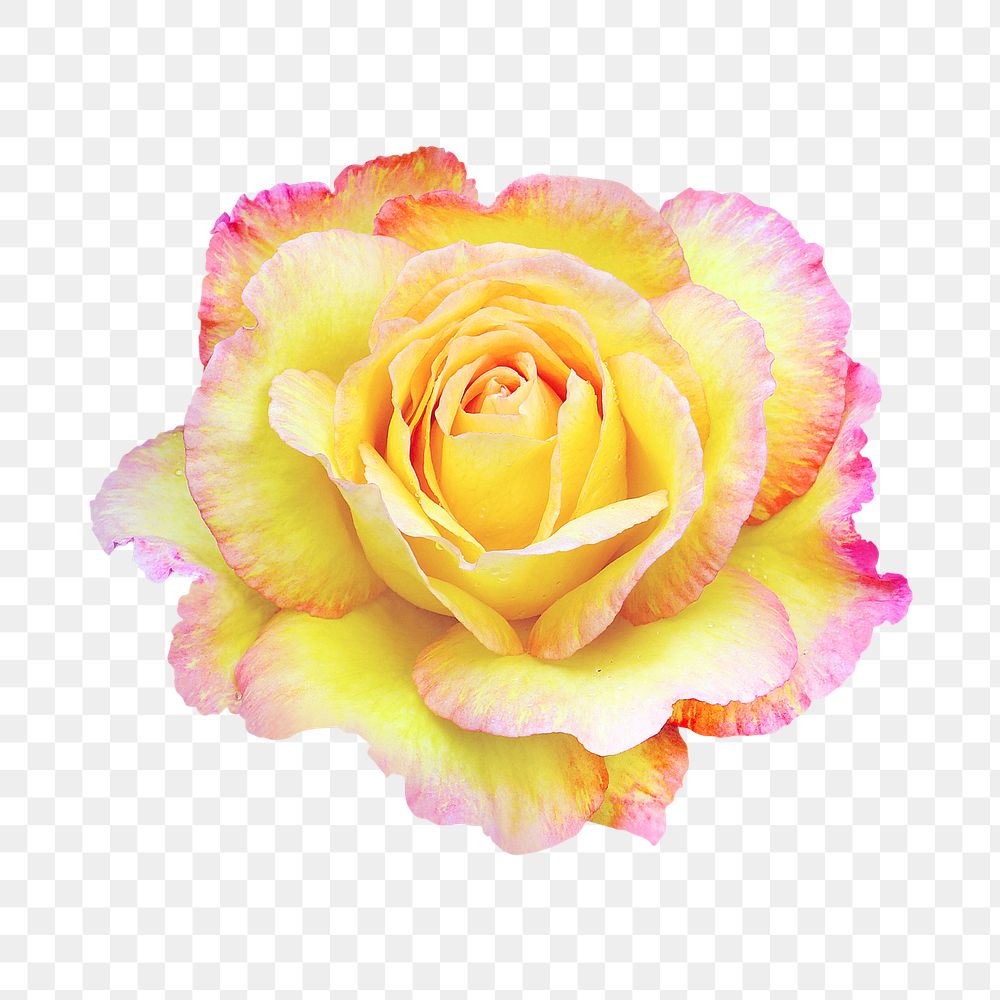 Rose png, yellow and pink flower clipart, transparent background