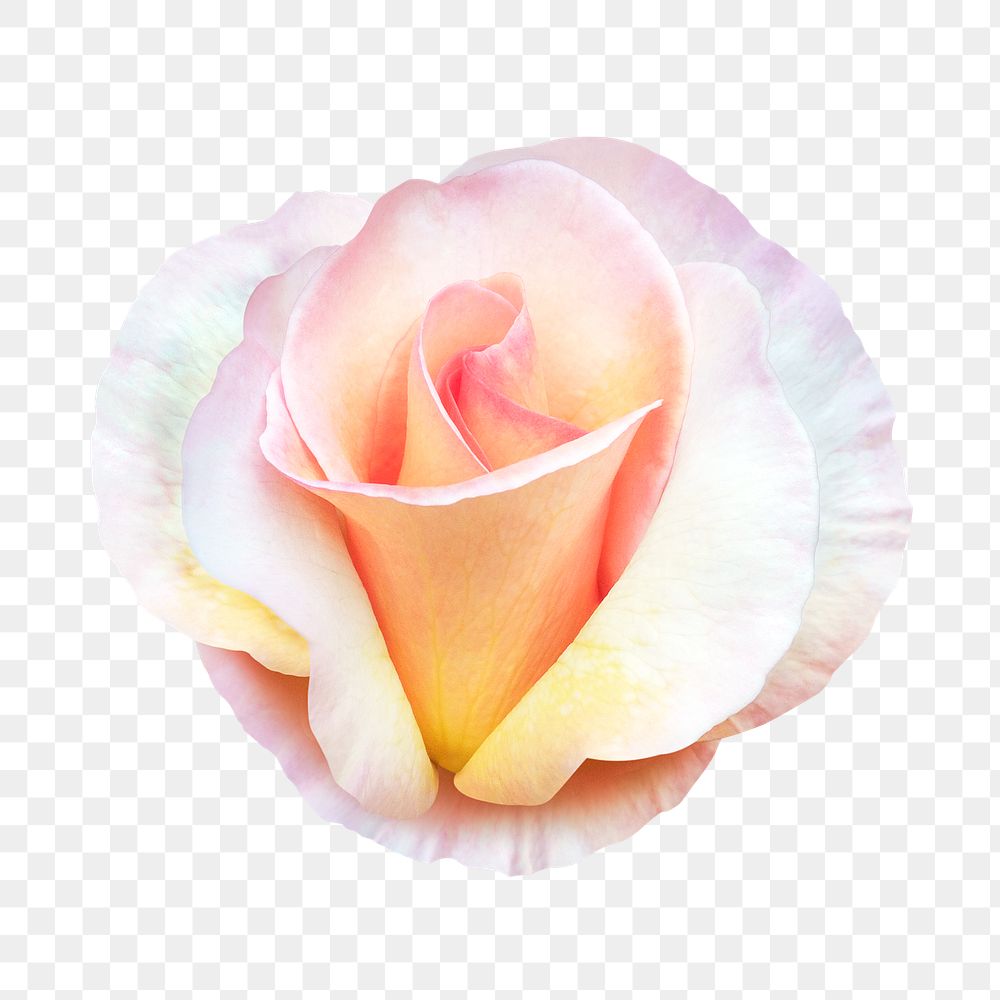 Pink rose png, flower collage element, transparent background