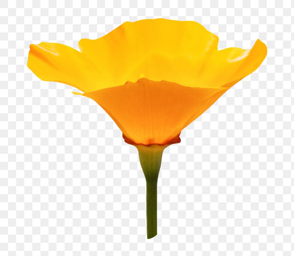 Yellow flower png, poppy clipart, transparent background