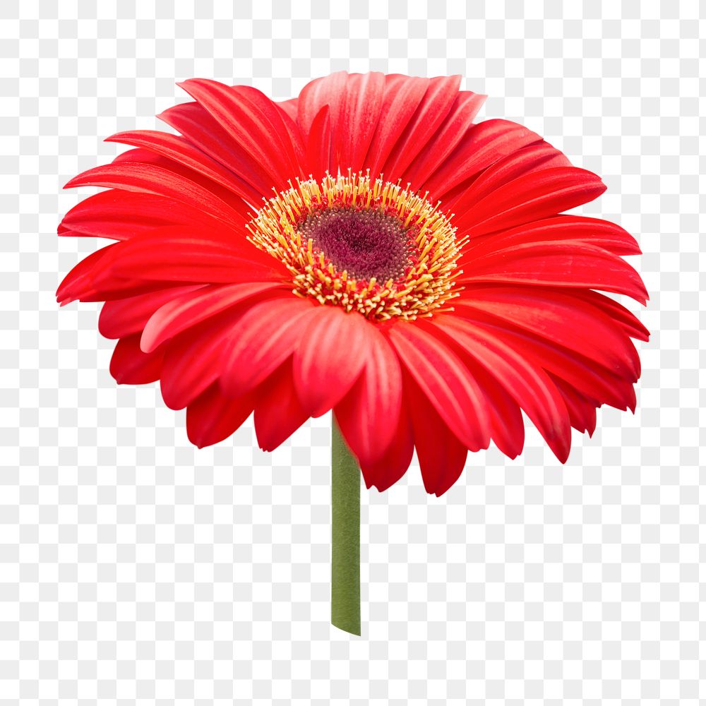 Red  flower png, gerbera daisy clipart, transparent background