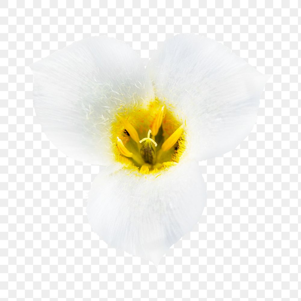 White flower png, mariposa lily clipart, transparent background