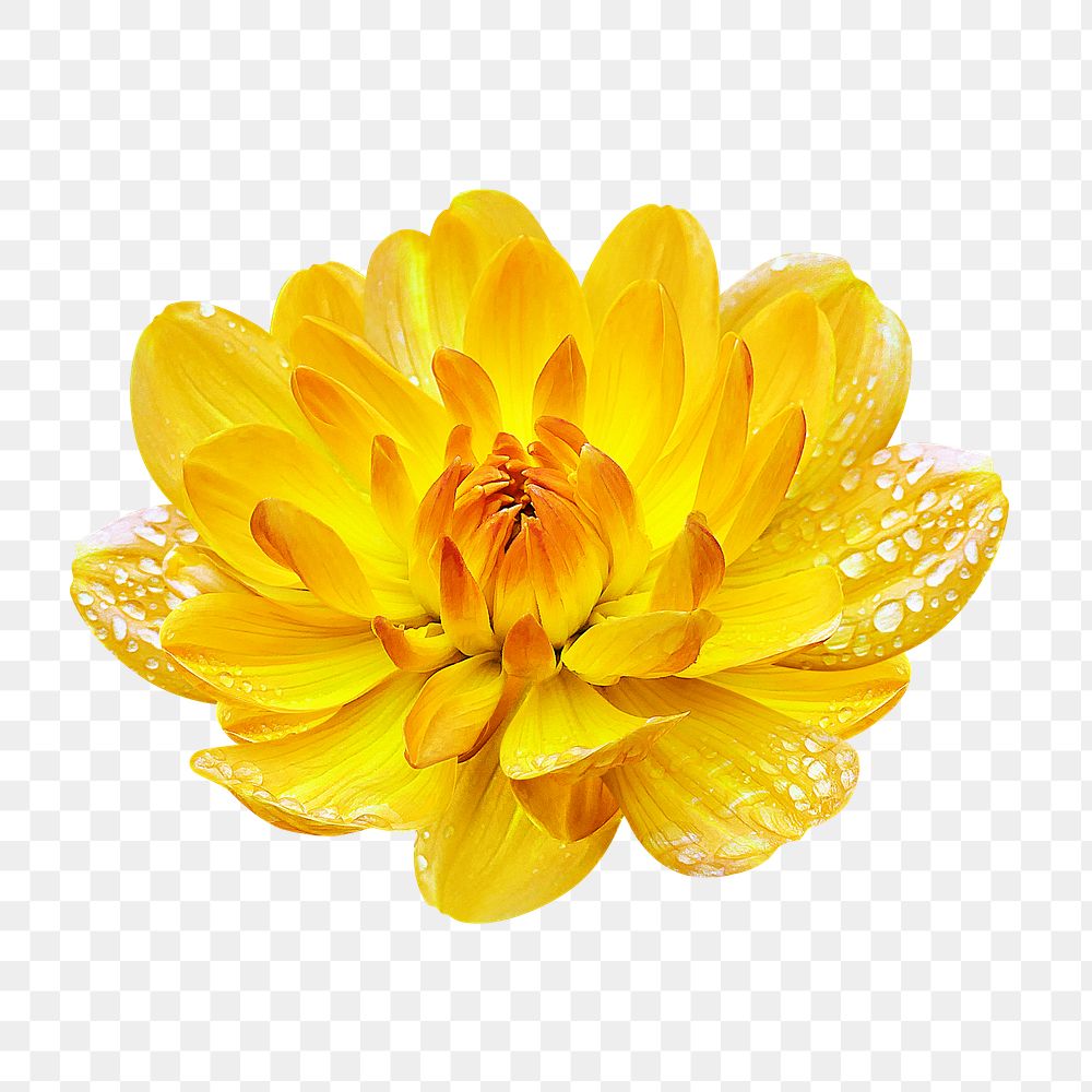 Yellow flower png, waterlily dahlia clipart, transparent background