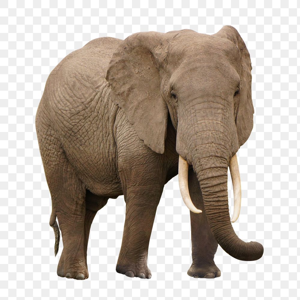 African elephant png, animal, transparent background